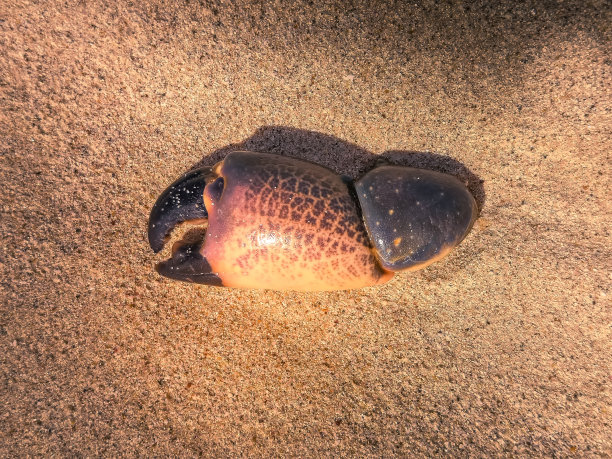 crustacean