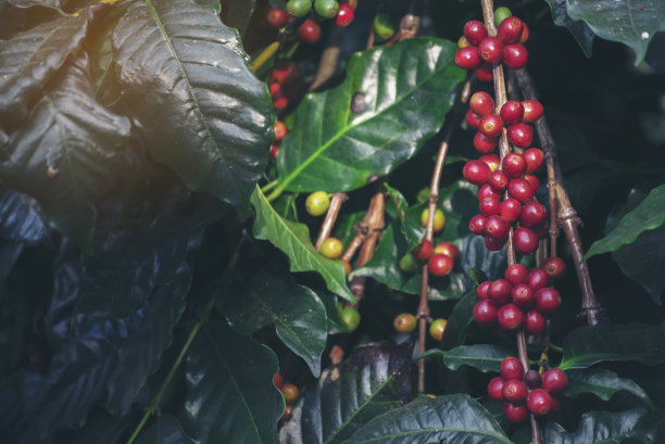 采摘咖啡豆