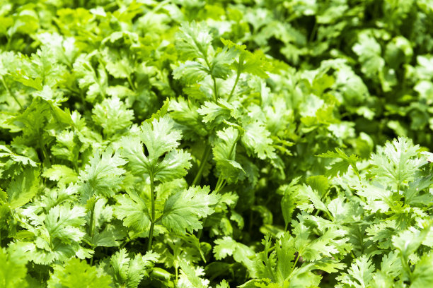 cilantro