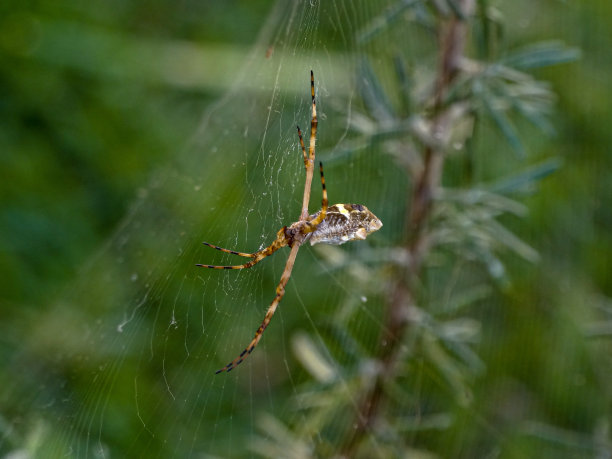 argiope