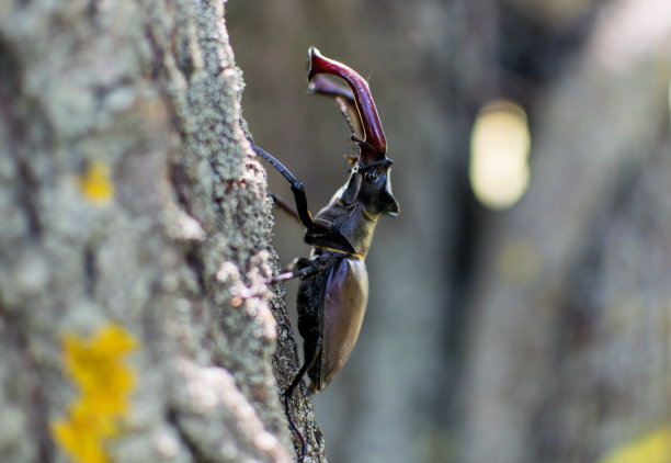 lucanus