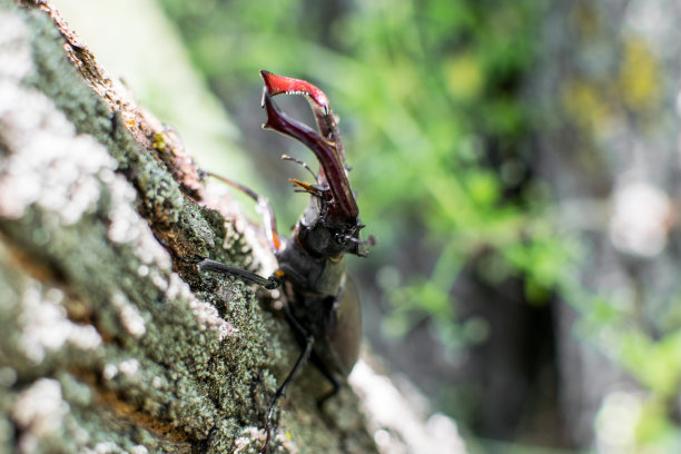 lucanus