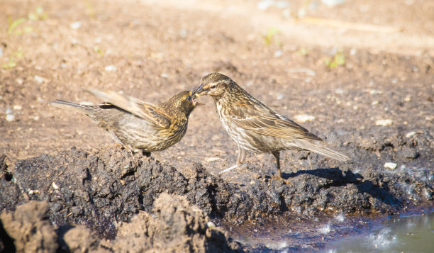 wagtail