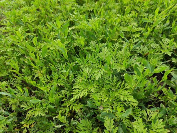 wormwood