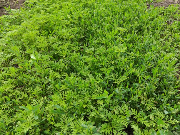 wormwood