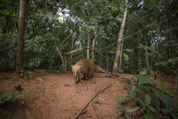 coatimundi
