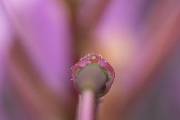 stamens