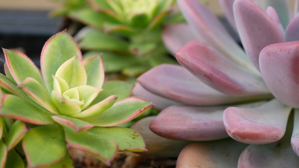 crassula