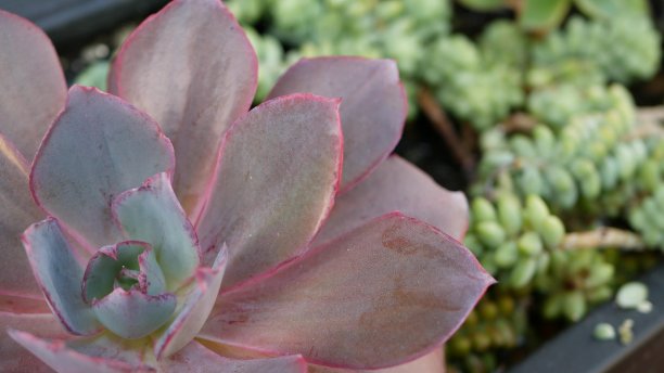 crassula