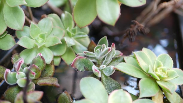 crassula