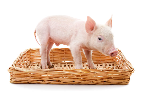 piggy