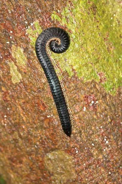 millipede