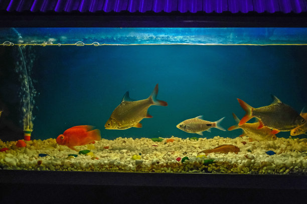 aquarium