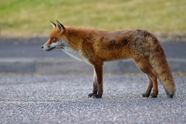 foxface