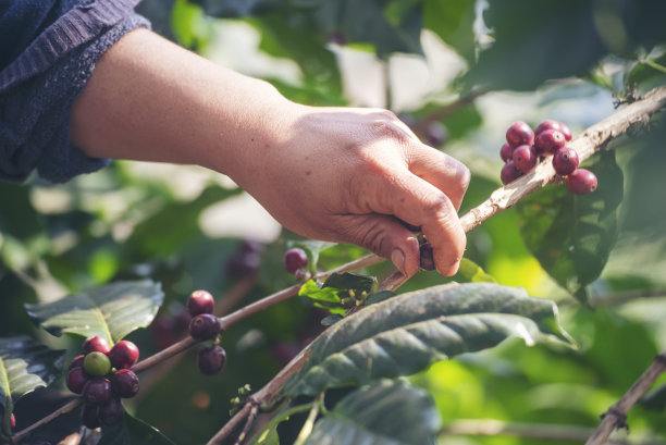 采摘咖啡豆