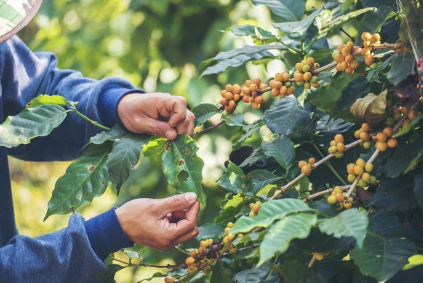 采摘咖啡豆