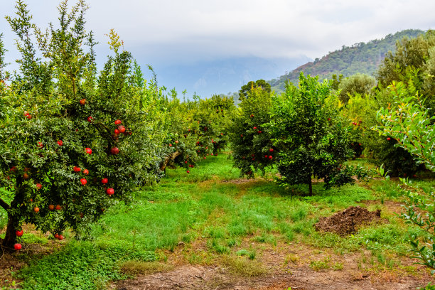 orchard