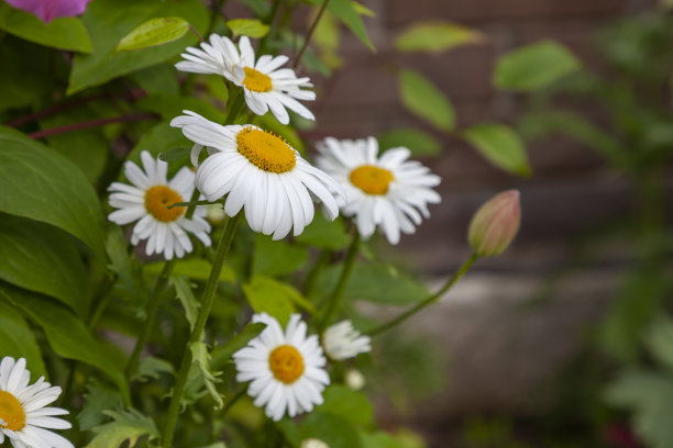 pyrethrum