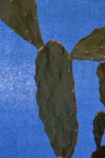 saguaro