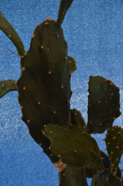 saguaro