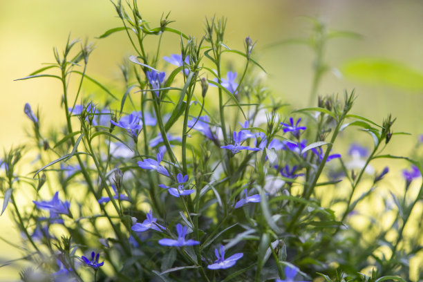 lobelia