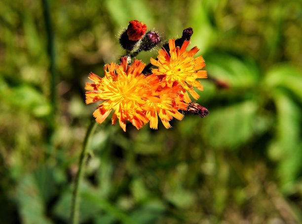 hawkweed