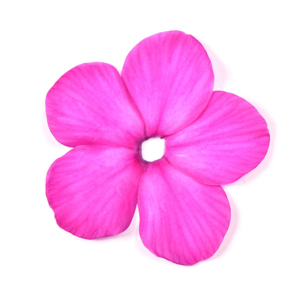 bloom