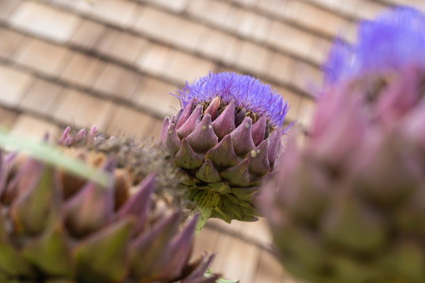 artichoke