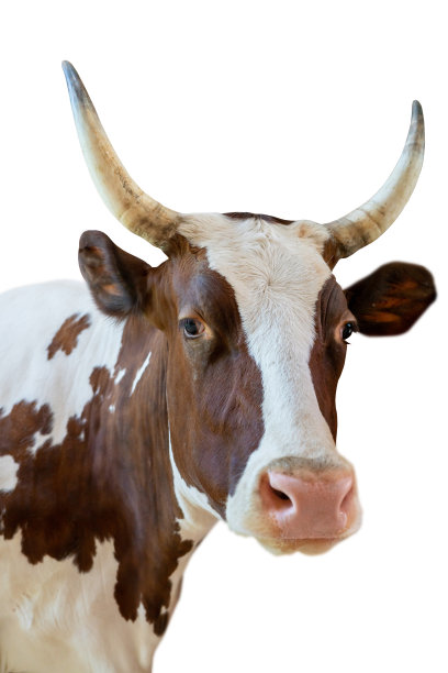 horned