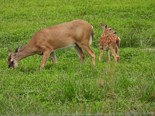 doe