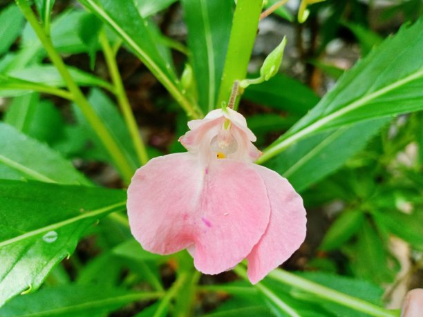 impatiens