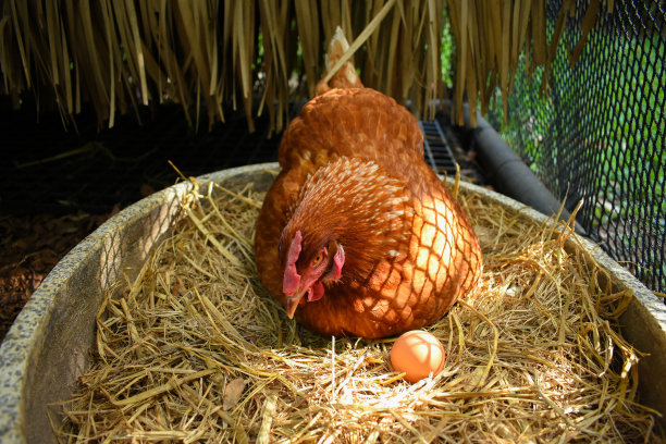 hen
