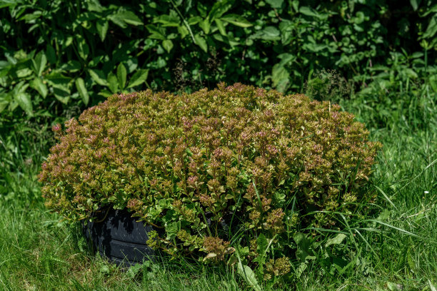 sedum