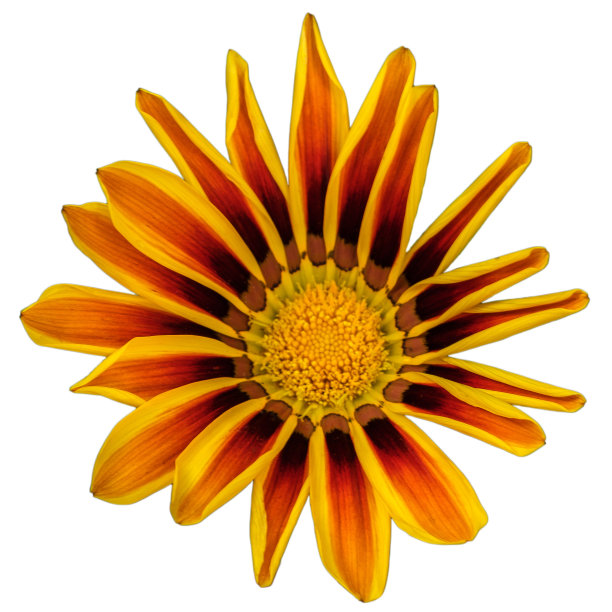 gazania
