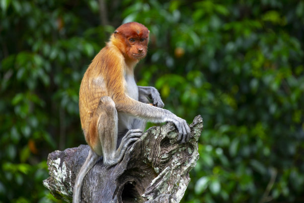 sabah