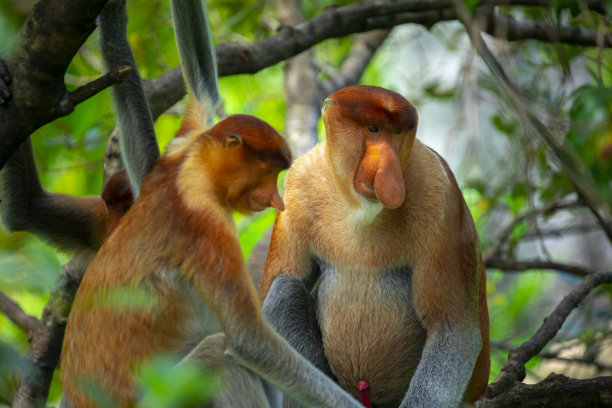 borneo