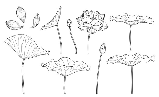 莲花线条画