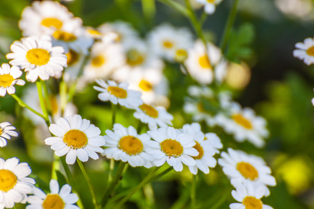 pyrethrum