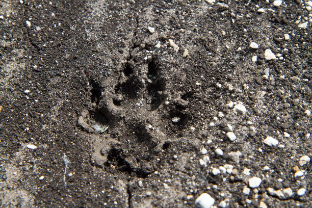 wildlife