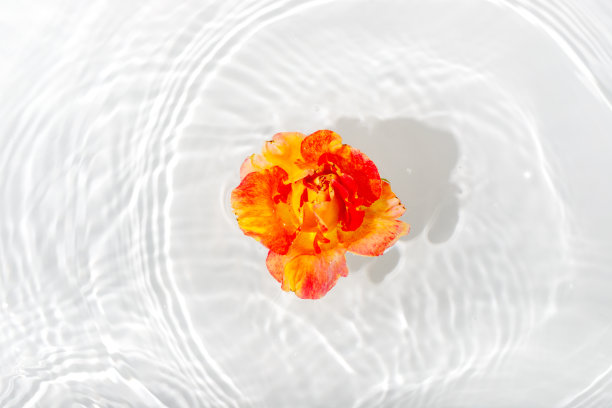 叶子水滴绿叶背景素材