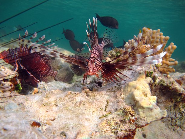 lionfish