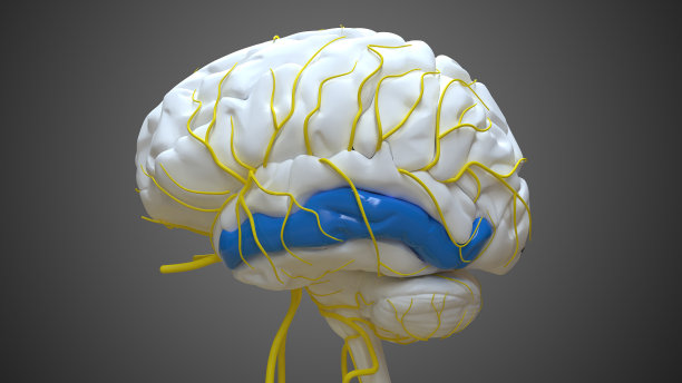 medulla