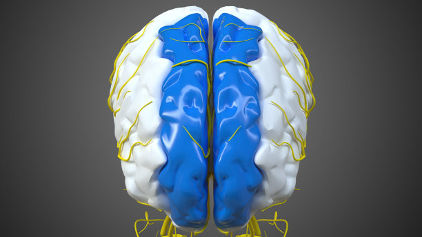 medulla