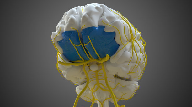 medulla