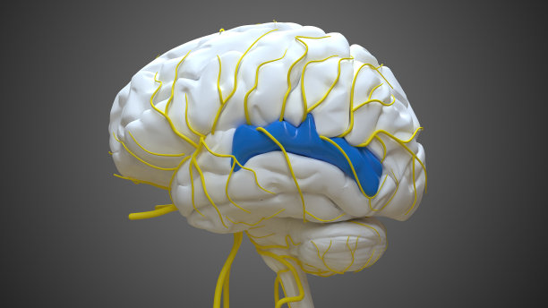 medulla