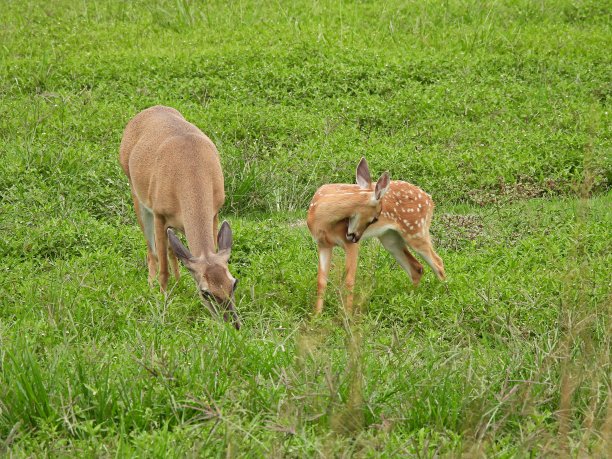 doe