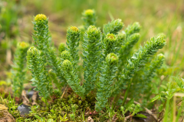rhodiola