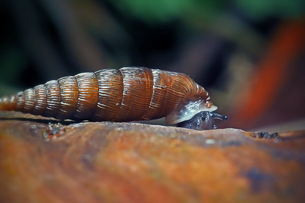 gastropod
