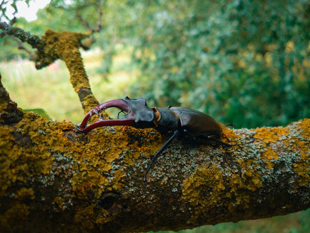 lucanus