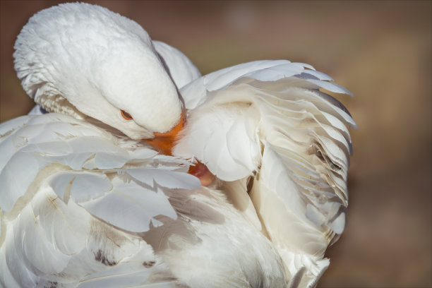preen